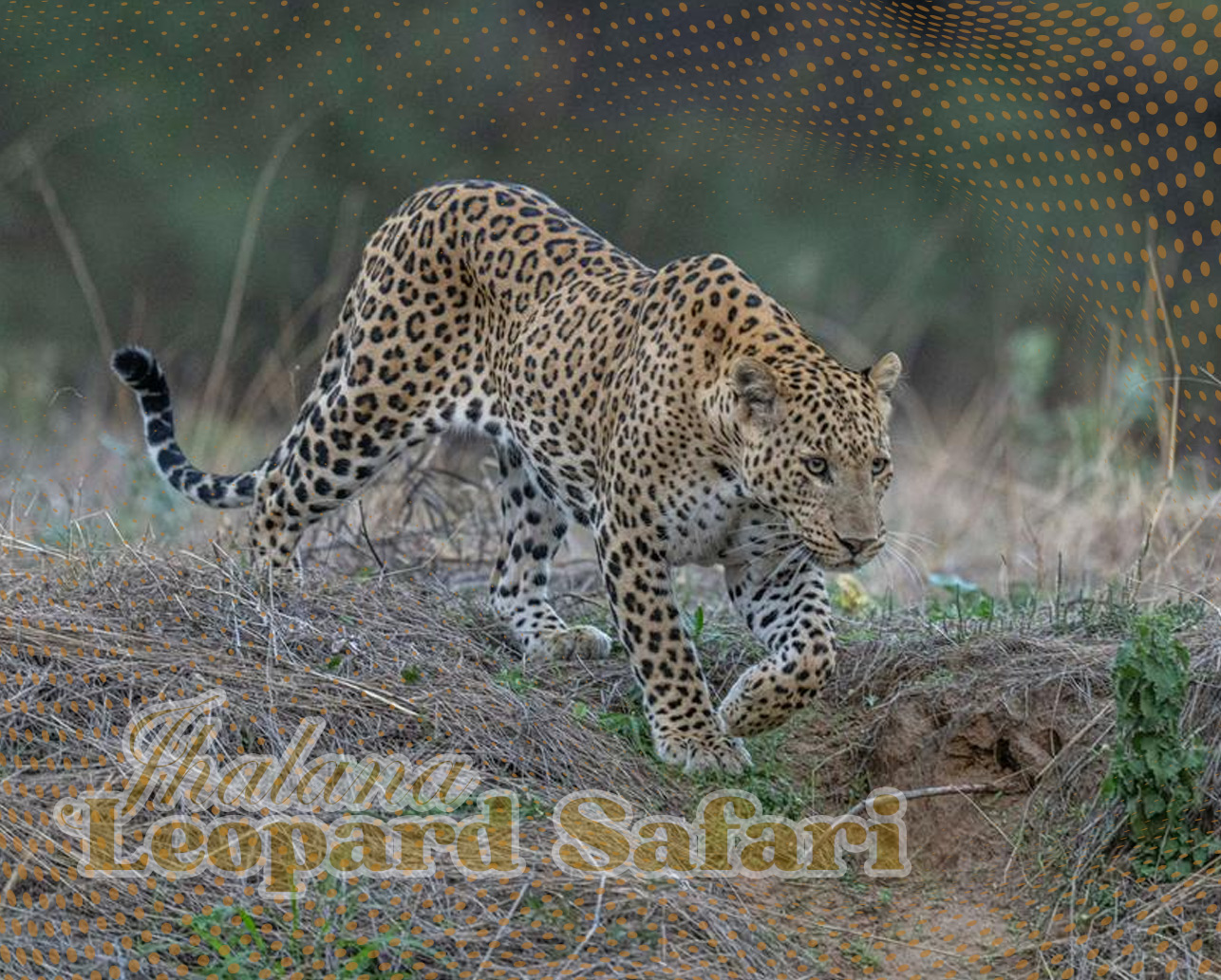 leopard